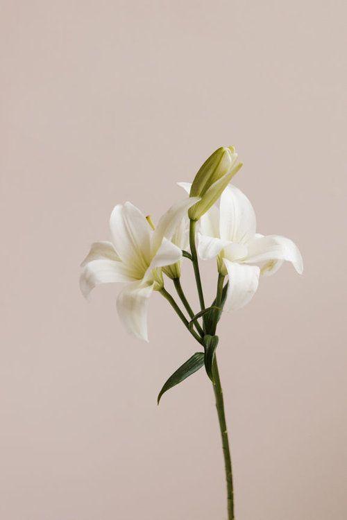 Eternal Spring: Vibrant Blossom Cascade
